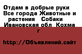 Отдам в добрые руки  - Все города Животные и растения » Собаки   . Ивановская обл.,Кохма г.